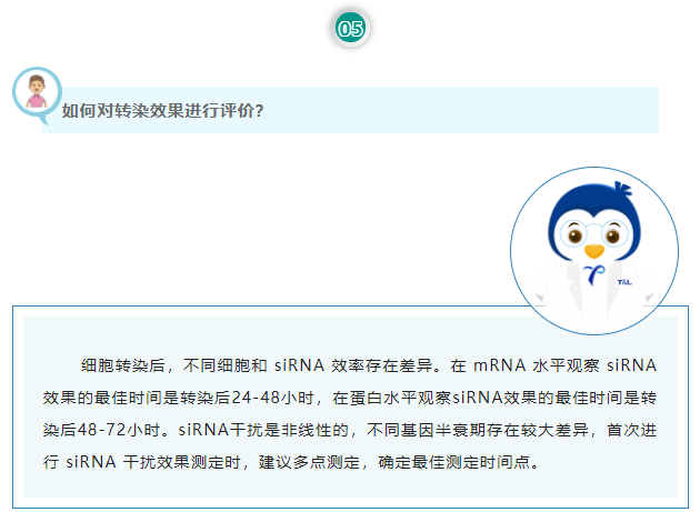 如何对转染效果进行评价？细胞转染后，不同细胞和 siRNA 效率存在差异。在 mRNA 水平观察 siRNA 效果的最佳时间是转染后24-48小时，在蛋白水平观察siRNA效果的最佳时间是转染后48-72小时。siRNA干扰是非线性的，不同基因半衰期存在较大差异，首次进行 siRNA 干扰效果测定时，建议多点测定，确定最佳测定时间点。